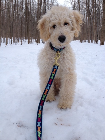 Lennon enjoying the recent snowfall Barrie, Ontario Canada