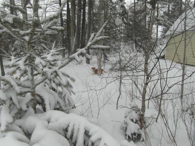 Puppy in the snow Lower Sackville, Nova Scotia Canada