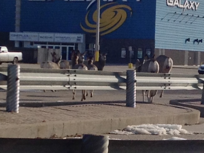Deer going to the movies Moose Jaw, Saskatchewan Canada