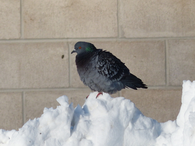 Pigeon Shelburne, Nova Scotia Canada