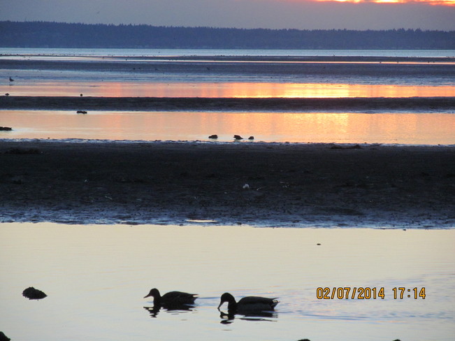 Ducks at Sunset Crescent Beach, British Columbia Canada