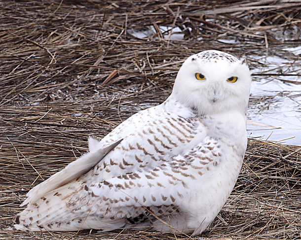Snowy Owl Lawrencetown, Nova Scotia Canada