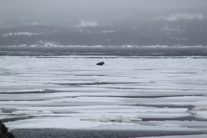 Moose trapped on the ice. Dover, Newfoundland and Labrador Canada
