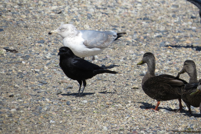 Ring-billed Gull, American Crow, & American Black Ducks Chester, Nova Scotia Canada
