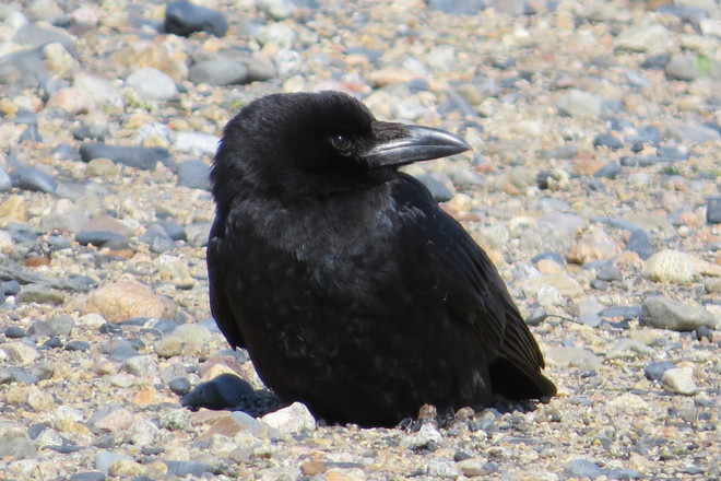 Sweet American Crow Chester, Nova Scotia Canada