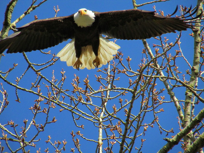 Eagle Abbotsford, British Columbia Canada