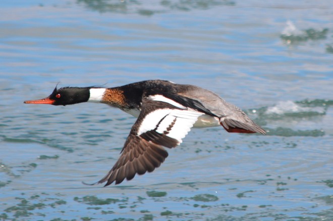 Male Red Breasted Merganser in Flight! St. Catharines, Ontario Canada