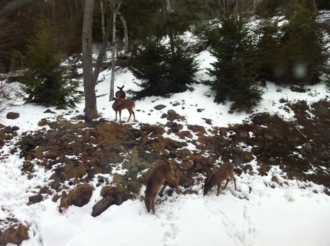 deer Bedford, Nova Scotia Canada