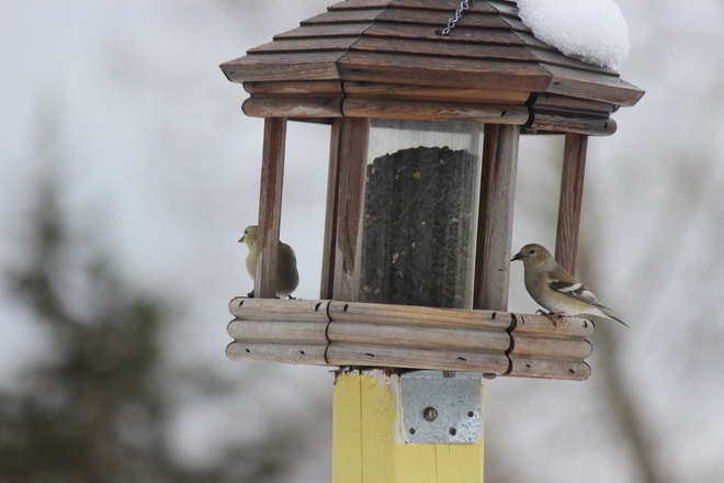 Yellow Fintch at the feeder 