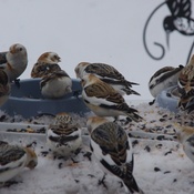 Nos petits oiseaux d&#39;hiver