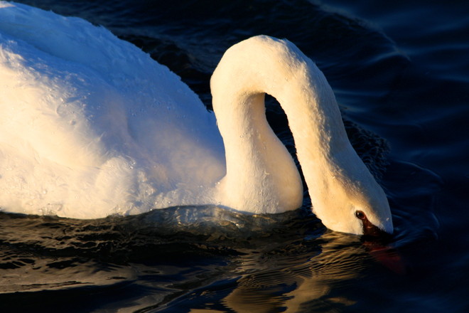 sweet swan 3 Cobourg, Ontario Canada