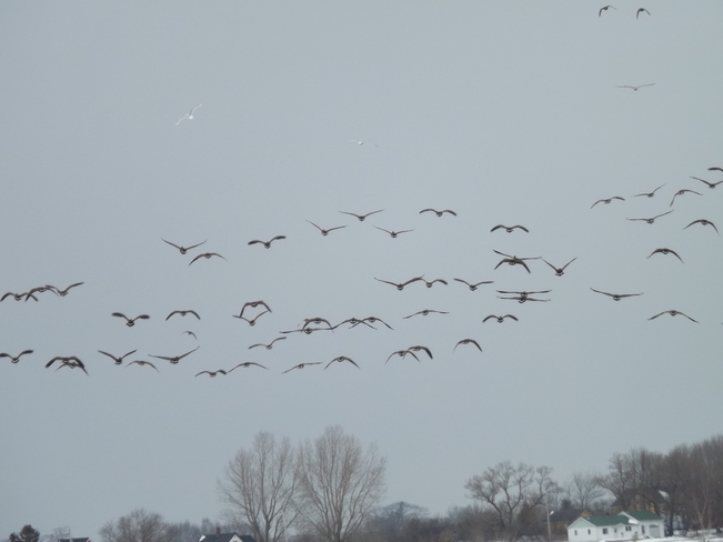 geese Port Williams, Nova Scotia Canada
