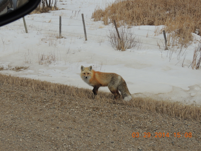 fox Broadview, Saskatchewan Canada