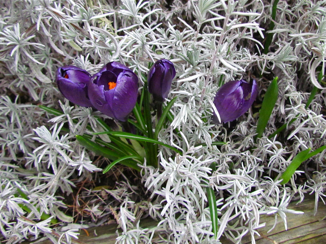 spring in the lavendar Abbotsford, British Columbia Canada