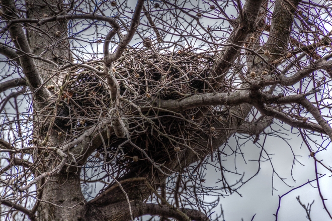 Red Tail Hawk's Nest...Spring? Niagara Falls, Ontario Canada