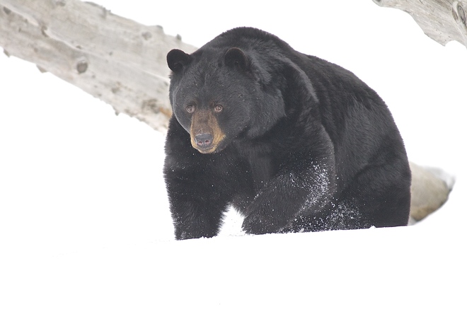 Black Bear Montebello, Quebec Canada