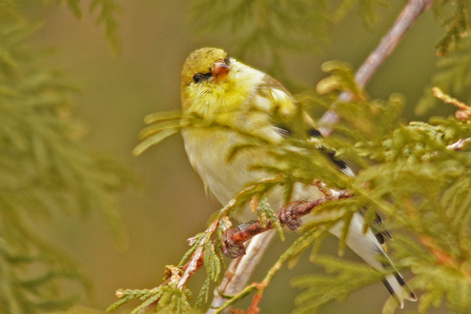 Goldfinch Kitchener, Ontario Canada