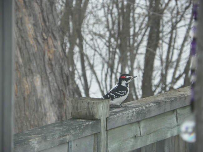 Woodpecker Fredericton, New Brunswick Canada