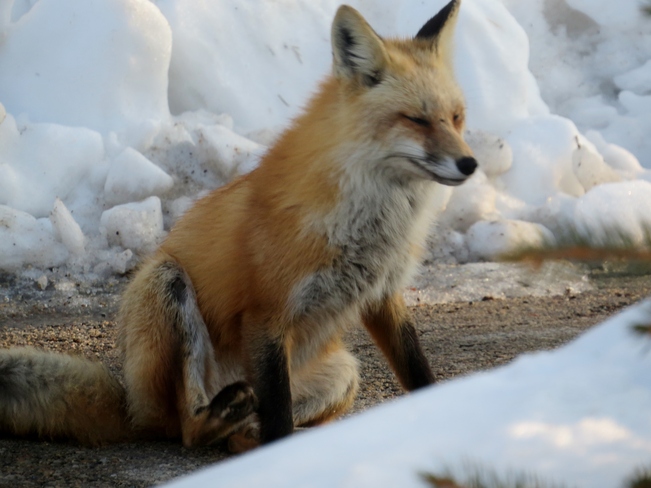 Fox relaxing Winnipeg, Manitoba Canada