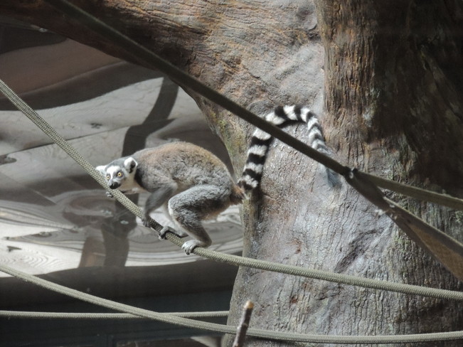 Ring tailed Lemur Pickering, Ontario Canada