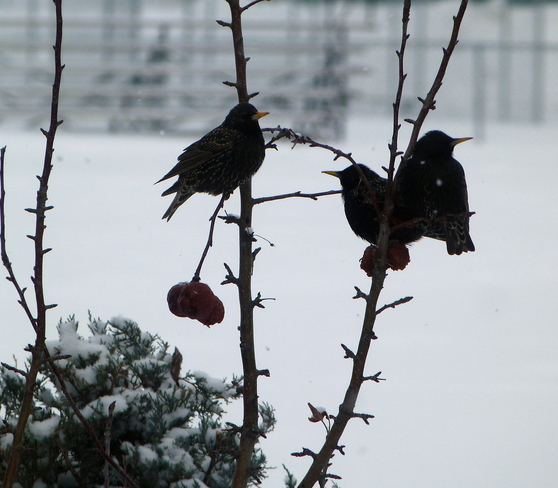European Starlings Okotoks, Alberta Canada