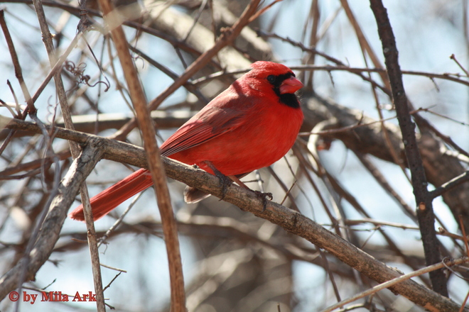 Red Cardinal Toronto, Ontario Canada