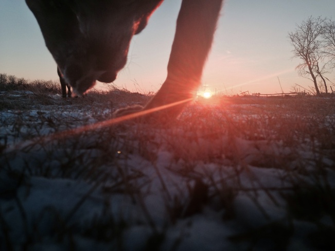 dogs at sunset Martensville, Saskatchewan Canada