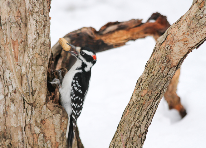 Hairy Woodpecker gets a peanut Kingston, Ontario Canada