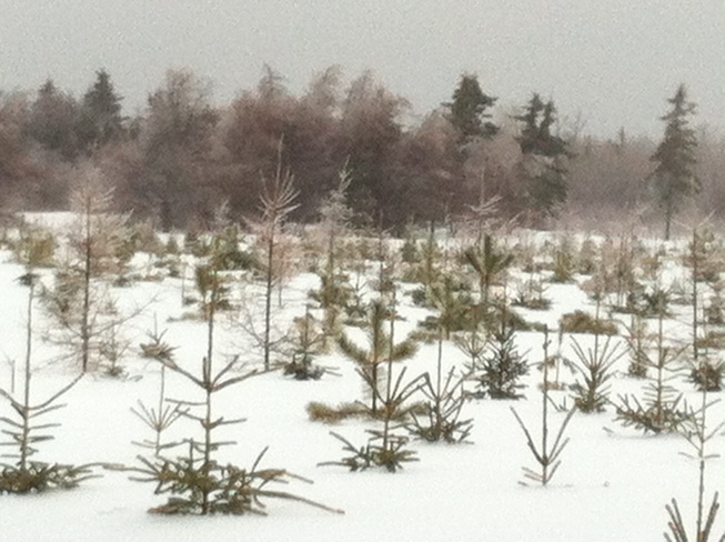 icy trees Miscouche, Prince Edward Island Canada