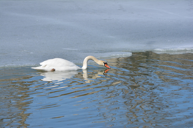 Mute swan! St. Catharines, Ontario Canada