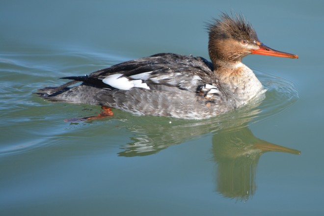 Female Red Breasted Merganser! St. Catharines, Ontario Canada