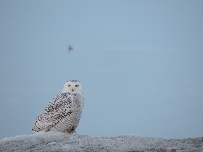 Snowy Owl Toronto, Ontario Canada