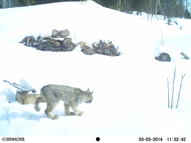 Lynx Timmins, Ontario Canada