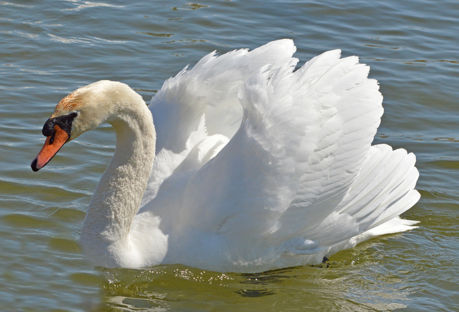 The Beauty of the Swan Brighton, Ontario Canada
