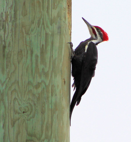 Piliated Woodpecker "Hope she likes it!" Yarker, Ontario Canada