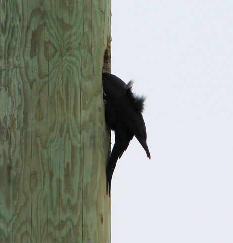 Pileated Woodpecker "Not quite deed enough!" Yarker, Ontario Canada