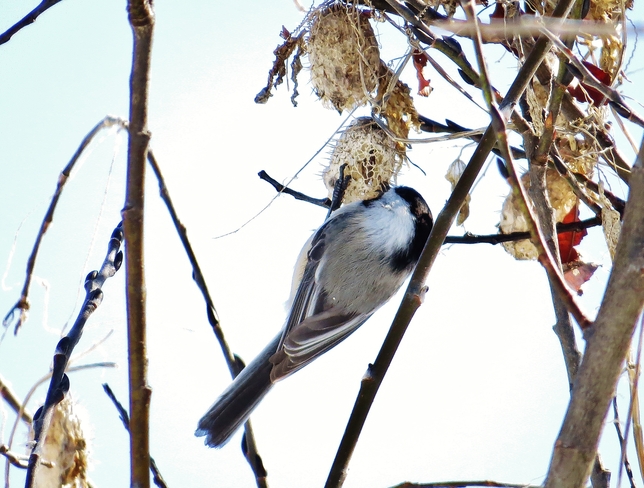 Chickadee determined to get a Wild Cucumber seed. North Bay, Ontario Canada