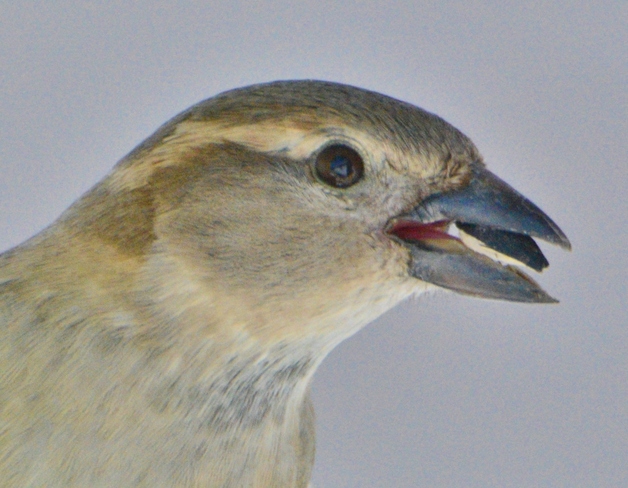 Sparrow Calgary, Alberta Canada