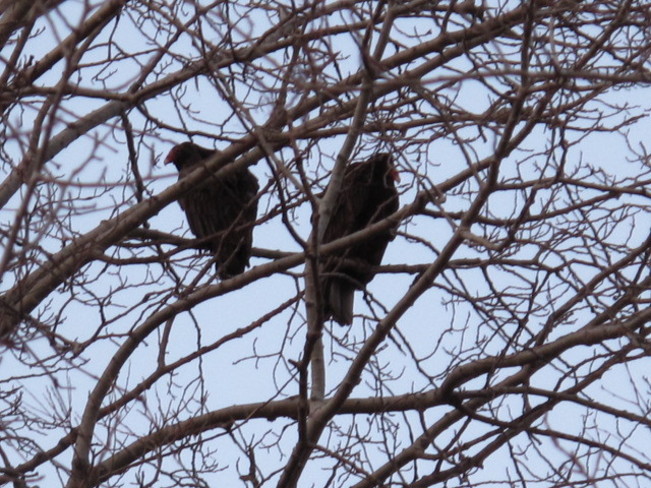 Two large vultures in a tree...... Cobourg, Ontario Canada