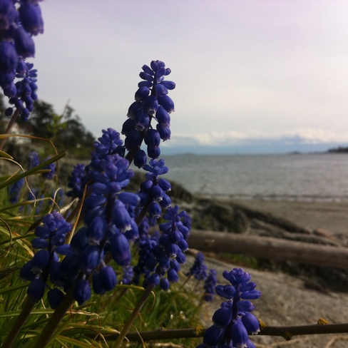 flowers at the beach Saanich, British Columbia Canada