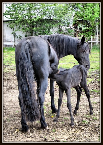 Morgan mare of spring foal. Armstrong, British Columbia Canada