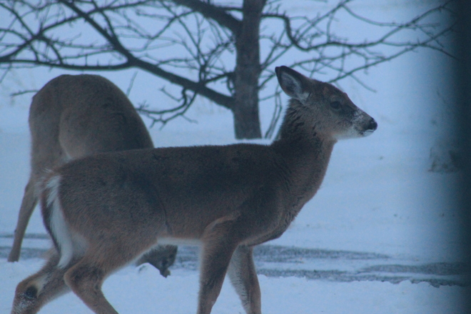 deer Alvinston, Ontario Canada