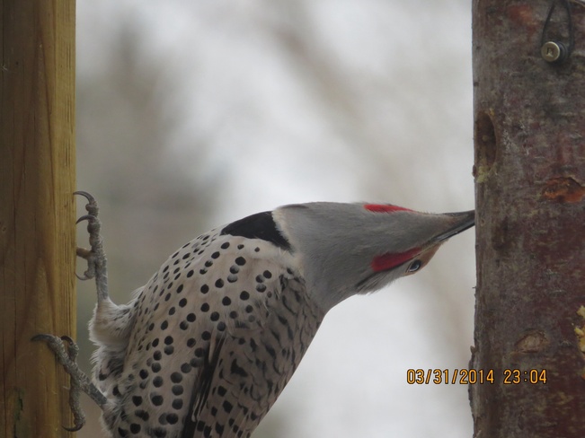 woodpecker Raymond, Alberta Canada