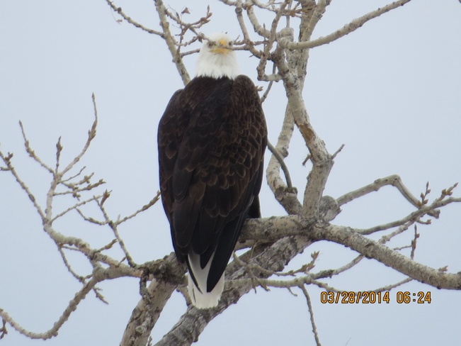 eagle posing Lethbridge, Alberta Canada