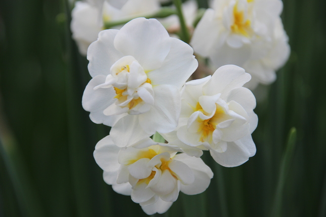 White daffodil . Toronto, Ontario Canada