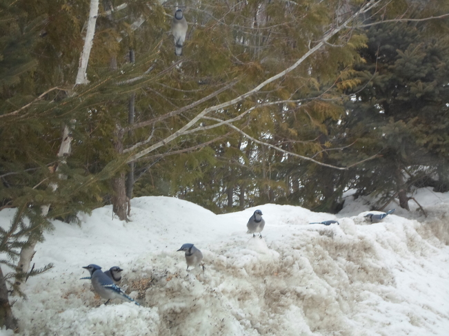 The Blue Jays were enjoying Serriff's Creek Elliot Lake, Ontario Canada
