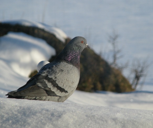 Salutation de pigeon Métabetchouan--Lac-à-la-Croix, Quebec Canada