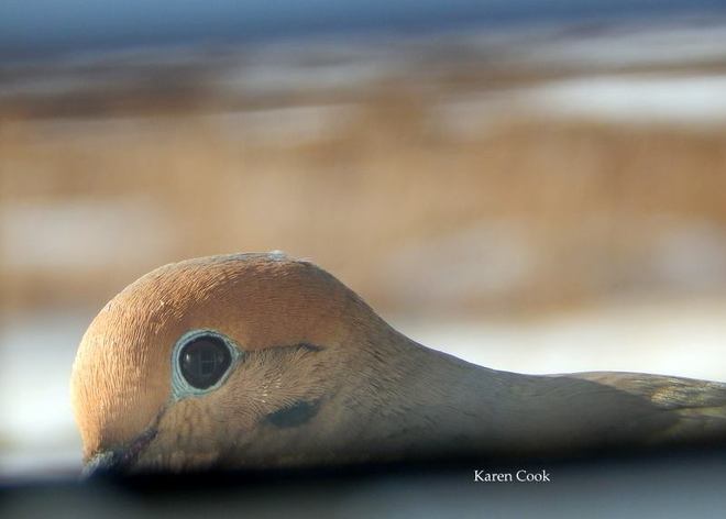 Peeping Dove Kingston, Nova Scotia Canada