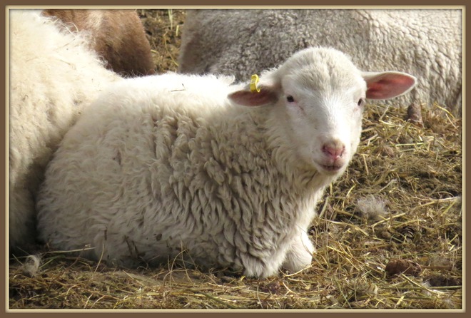 Spring lamb. Armstrong, British Columbia Canada
