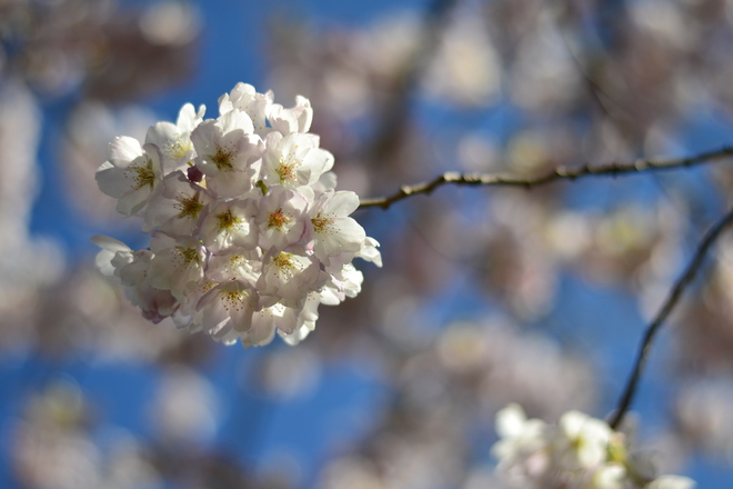 Cherry Blossoms Vancouver, British Columbia Canada
